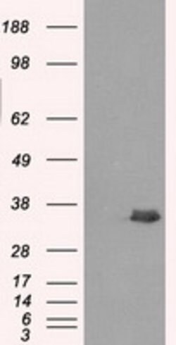 AKR1A1 Mouse anti-Human, Clone: OTI2E7, lyophilized, TrueMAB 100 &mu;g;