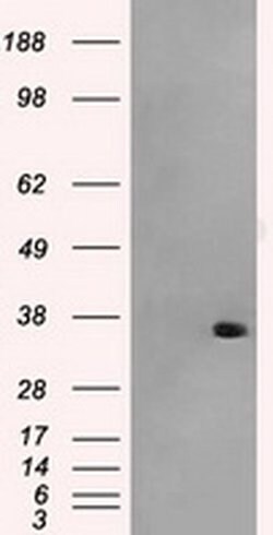 AKR1A1 Mouse anti-Human, Clone: OTI8H2, liquid, TrueMAB 100 &mu;L; Unconjugated:Antibodies,