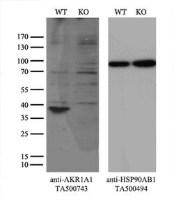 AKR1A1 Mouse anti-Human, Clone: OTI8H2, liquid, TrueMAB 100 &mu;L; Unconjugated:Antibodies,