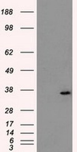 AKR1A1 Mouse anti-Human, Clone: OTI10E11, liquid, TrueMAB 100 &mu;L; Unconjugated:Antibodies,