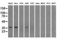 AKR1A1 Mouse anti-Human, Clone: OTI10E11, liquid, TrueMAB 100 &mu;L; Unconjugated:Antibodies,
