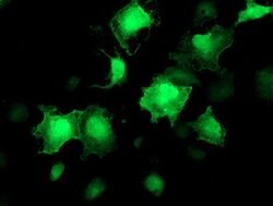 AKT1 Mouse anti-Canine, Human, Mouse, Rat, Clone: OTI4D6, lyophilized,