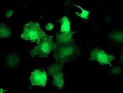 AKT1 Monoclonal Antibody (OTI3E3), TrueMAB , OriGene 100 &mu;L; Unconjugated:Antibodies,