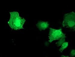 AKT1 Monoclonal Antibody (OTI3B4), TrueMAB , OriGene 100 &mu;L; Unconjugated:Antibodies,