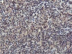 AKT1 Monoclonal Antibody (OTI3E3), TrueMAB , OriGene 100 &mu;L; Unconjugated:Antibodies,