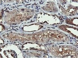 AKT1 Monoclonal Antibody (OTI3E3), TrueMAB , OriGene 100 &mu;L; Unconjugated:Antibodies,