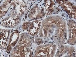 AKT1 Mouse anti-Canine, Human, Mouse, Rat, Clone: OTI4G4, lyophilized,