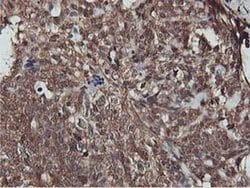 AKT1 Monoclonal Antibody (OTI3B4), TrueMAB , OriGene 100 &mu;L; Unconjugated:Antibodies,