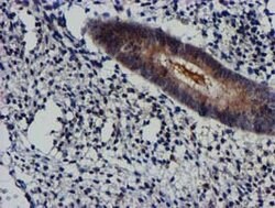 AKT1 Mouse anti-Canine, Human, Mouse, Rat, Clone: OTI1G5, lyophilized, TrueMAB 100 &mu;g | Buy Online | OriGene | Fisher Scientific