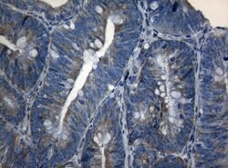 AKT1 Monoclonal Antibody (OTI1D12), TrueMAB , OriGene 30 &mu;L; Unconjugated:Antibodies,