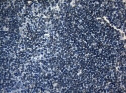 AKT1 Monoclonal Antibody (OTI1D12), TrueMAB , OriGene 30 &mu;L; Unconjugated:Antibodies,