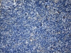 AKT1 Monoclonal Antibody (OTI1D12), TrueMAB , OriGene 30 &mu;L; Unconjugated:Antibodies,