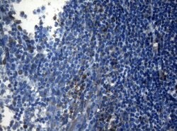 AKT1 Monoclonal Antibody (OTI1D12), TrueMAB , OriGene 30 &mu;L; Unconjugated:Antibodies,
