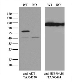AKT1 Mouse anti-Canine, Human, Mouse, Rat, Clone: OTI4D6, lyophilized,