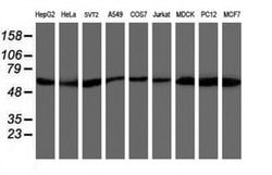 AKT1 Monoclonal Antibody (OTI3B4), TrueMAB , OriGene 100 &mu;L; Unconjugated:Antibodies,