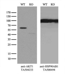AKT1 Monoclonal Antibody (OTI3B4), TrueMAB , OriGene 100 &mu;L; Unconjugated:Antibodies,