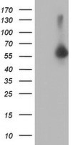 AKT1 Mouse anti-Canine, Human, Mouse, Rat, Clone: OTI1G5, lyophilized, TrueMAB 100 &mu;g | Buy Online | OriGene | Fisher Scientific
