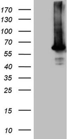 AKT1 Monoclonal Antibody (OTI1D12), TrueMAB , OriGene 30 &mu;L; Unconjugated:Antibodies,