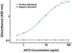 AKT2 Mouse anti-Human, Clone: OTI8D9, liquid, TrueMAB 100 &mu;g; Unconjugated:Antibodies,