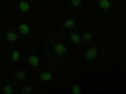 AKT3 Mouse anti-Human, Mouse, Clone: OTI9H8, liquid, TrueMAB 100 &mu;L;
