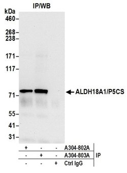 ALDH18A1/P5CS Rabbit anti-Human, Polyclonal, Bethyl Laboratories 10 &mu;L;