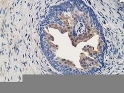 ALDH1A3 Mouse anti-Canine, Human, Clone: OTI4B6, liquid, TrueMAB 100 &mu;L;