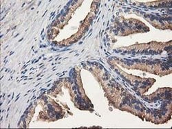 ALDH1A3 Monoclonal Antibody (OTI4A3), TrueMAB , OriGene:Antibodies:Primary