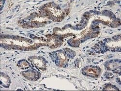 ALDH1A3 Monoclonal Antibody (OTI4A3), TrueMAB , OriGene:Antibodies:Primary