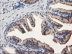 ALDH1A3 Monoclonal Antibody (OTI4B4), TrueMAB , OriGene 30 &mu;L; Unconjugated:Antibodies,