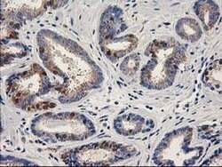 ALDH1A3 Monoclonal Antibody (OTI4B4), TrueMAB , OriGene 30 &mu;L; Unconjugated:Antibodies,