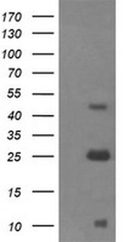 ALDH1A3 Monoclonal Antibody (OTI4B4), TrueMAB , OriGene 30 &mu;L; Unconjugated:Antibodies,