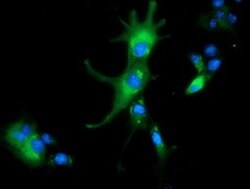 ALDH1L1 Monoclonal Antibody (OTI3D2), TrueMAB , OriGene:Antibodies:Primary