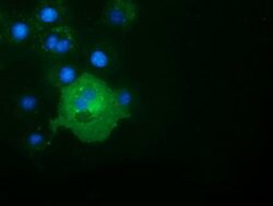 ALDH1L1 Mouse anti-Canine, Human, Clone: OTI4D5, lyophilized, TrueMAB 100