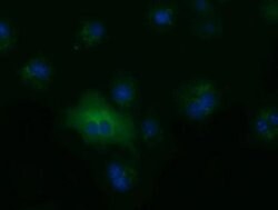 ALDH1L1 Monoclonal Antibody (OTI7B7), TrueMAB , OriGene 30 &mu;L; Unconjugated:Antibodies,