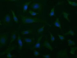 ALDH1L1 Monoclonal Antibody (OTI7B7), TrueMAB , OriGene 30 &mu;L; Unconjugated:Antibodies,