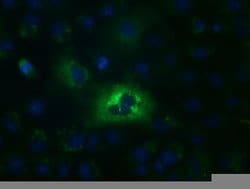 ALDH1L1 Monoclonal Antibody (OTI7G8), TrueMAB , OriGene:Antibodies:Primary