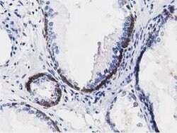 ALDH1L1 Monoclonal Antibody (OTI3D2), TrueMAB , OriGene 30 &mu;L; Unconjugated:Antibodies,