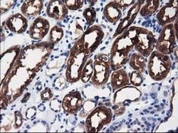 ALDH1L1 Monoclonal Antibody (OTI3D2), TrueMAB , OriGene 30 &mu;L; Unconjugated:Antibodies,