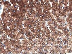 ALDH1L1 Monoclonal Antibody (OTI3D2), TrueMAB , OriGene 30 &mu;L; Unconjugated:Antibodies,