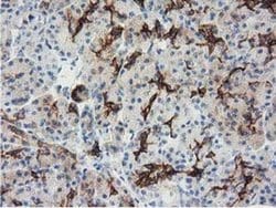 ALDH1L1 Monoclonal Antibody (OTI3B11), TrueMAB , OriGene:Antibodies:Primary