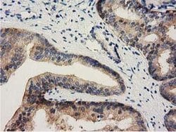 ALDH1L1 Monoclonal Antibody (OTI3B11), TrueMAB , OriGene 30 &mu;L; Unconjugated:Antibodies,