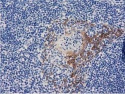 ALDH1L1 Monoclonal Antibody (OTI3B11), TrueMAB , OriGene 30 &mu;L; Unconjugated:Antibodies,