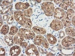 ALDH1L1 Monoclonal Antibody (OTI3B11), TrueMAB , OriGene 30 &mu;L; Unconjugated:Antibodies,