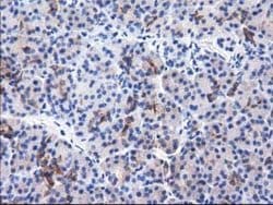 ALDH1L1 Mouse anti-Canine, Human, Clone: OTI4D5, lyophilized, TrueMAB 100