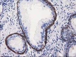 ALDH1L1 Mouse anti-Canine, Human, Clone: OTI4D5, lyophilized, TrueMAB 100