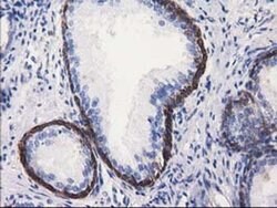 ALDH1L1 Monoclonal Antibody (OTI4D5), TrueMAB , OriGene 30 &mu;L; Unconjugated:Antibodies,