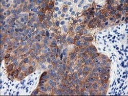 ALDH1L1 Mouse anti-Canine, Human, Clone: OTI4D5, lyophilized, TrueMAB 100