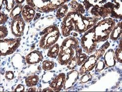 ALDH1L1 Mouse anti-Canine, Human, Clone: OTI4D5, lyophilized, TrueMAB 100