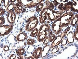 ALDH1L1 Monoclonal Antibody (OTI4D5), TrueMAB , OriGene 30 &mu;L; Unconjugated:Antibodies,