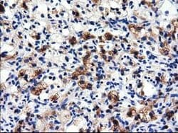 ALDH1L1 Mouse anti-Canine, Human, Clone: OTI4D5, lyophilized, TrueMAB 100